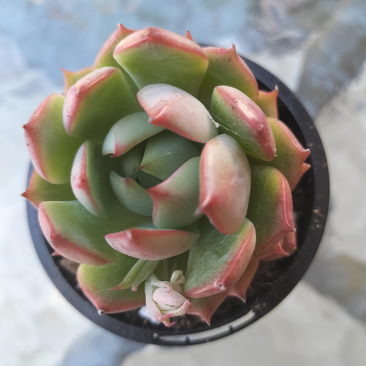 Echeveria 'Pink Dragon'