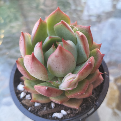 Echeveria 'Pink Dragon'