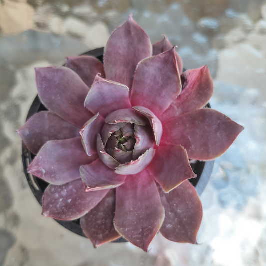 Sempervivum 'Pinkerine'