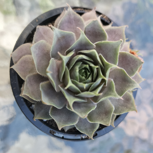 Sempervivum 'Pinkerine'