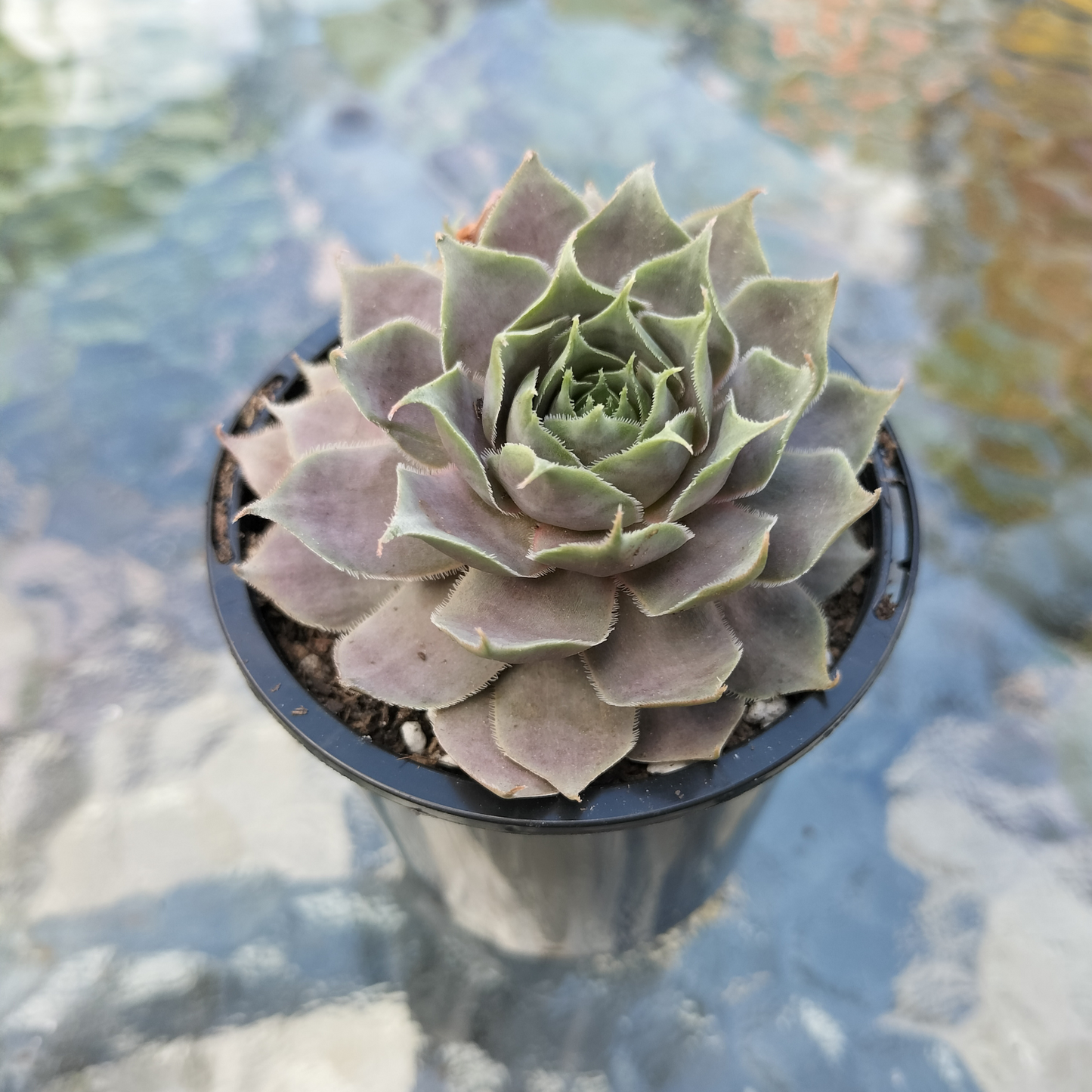 Sempervivum 'Pinkerine'