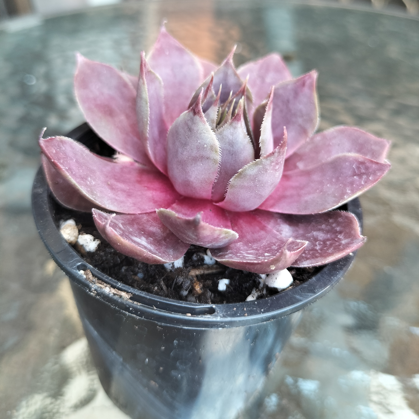 Sempervivum 'Pinkerine'