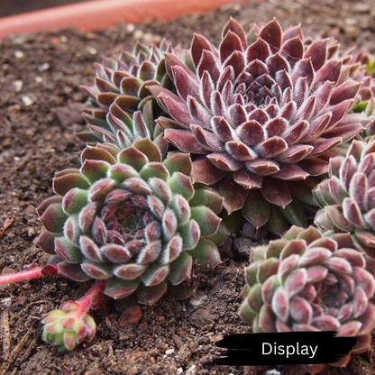 Sempervivum 'Pink Puff'