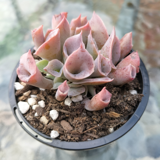 Echeveria 'Trumpet Pinky'