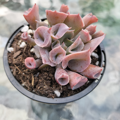 Echeveria 'Trumpet Pinky'