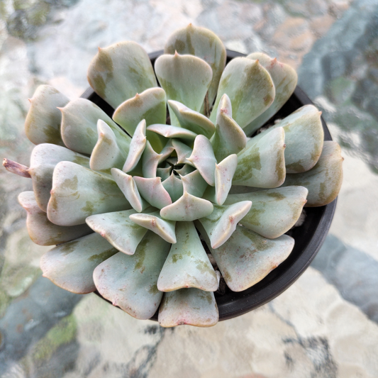 Echeveria 'Pinwheel Revolution'