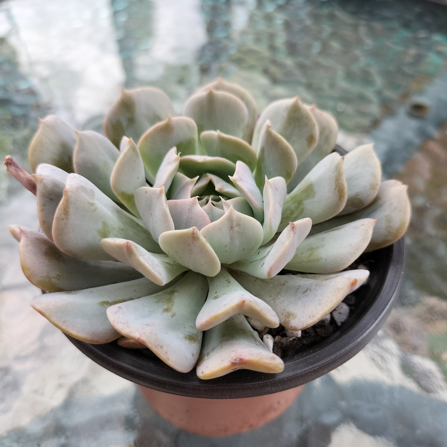 Echeveria 'Pinwheel Revolution'