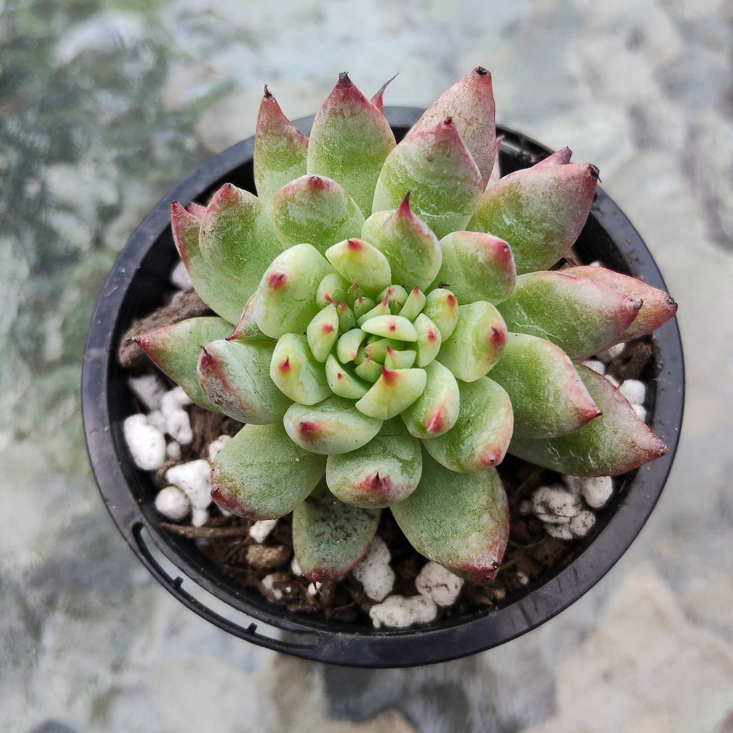 Echeveria 'Pipa Fairy' (Small)