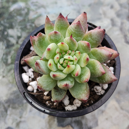 Echeveria 'Pipa Fairy' (Small)