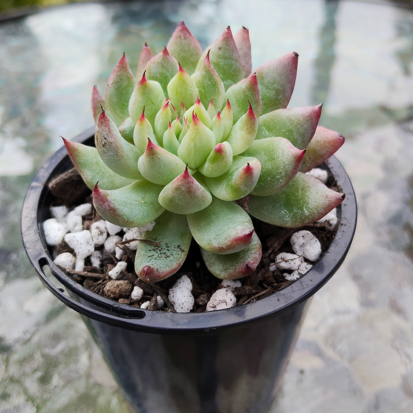 Echeveria 'Pipa Fairy' (Small)