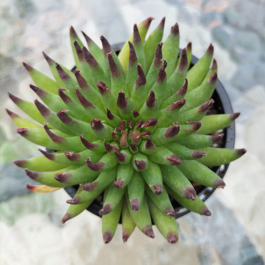 Sempervivum 'Pittoni'