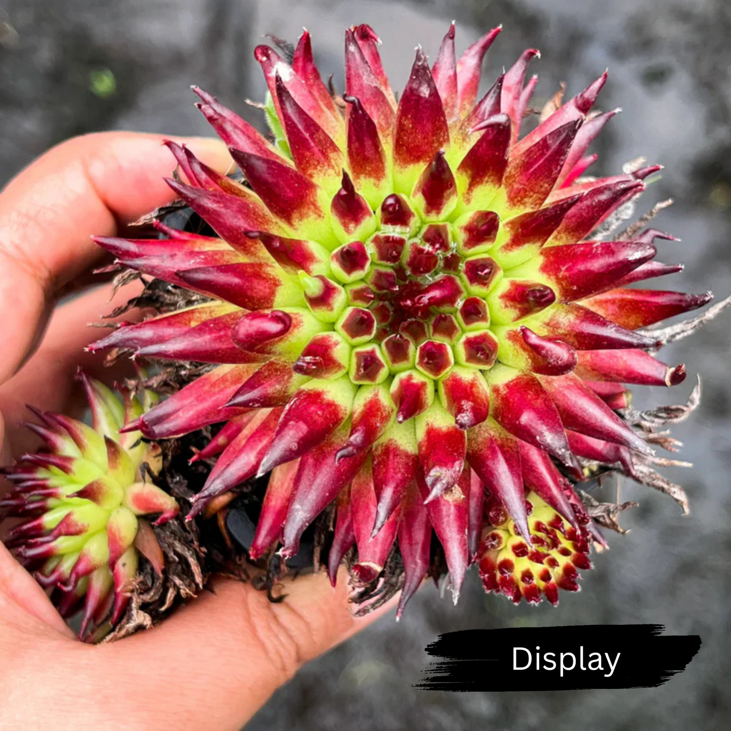 Sempervivum 'Pittoni'
