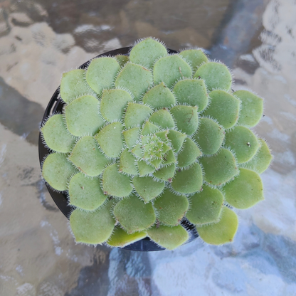 Aeonium tabuliforme ( THE PLATE PLANT)