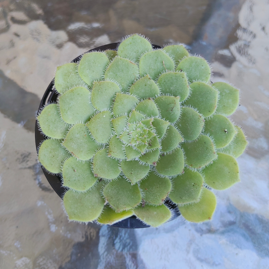 Aeonium tabuliforme ( THE PLATE PLANT)