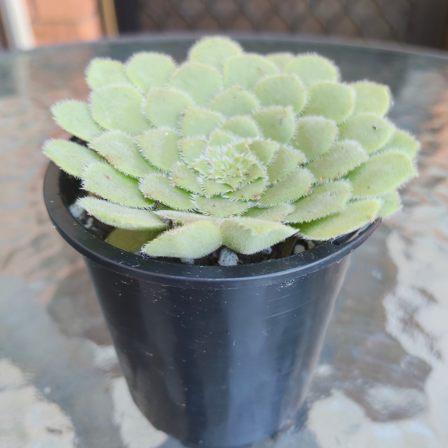 Aeonium tabuliforme ( THE PLATE PLANT)