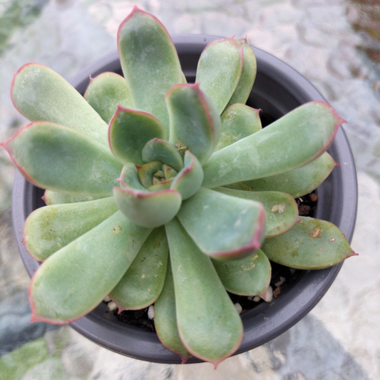 Echeveria 'Pulidonis' (Pulido's Echeveria)