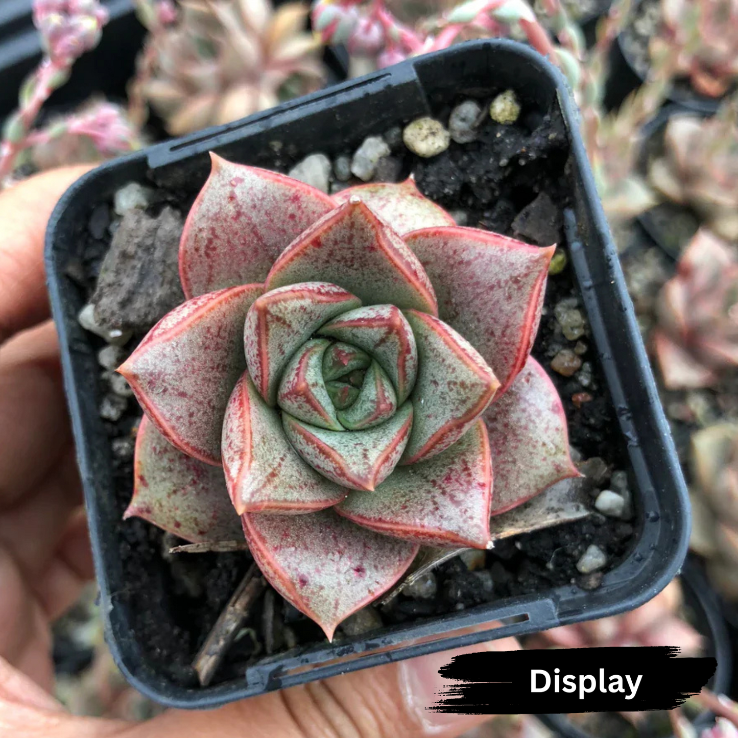 Echeveria purpusorum 'politomica'