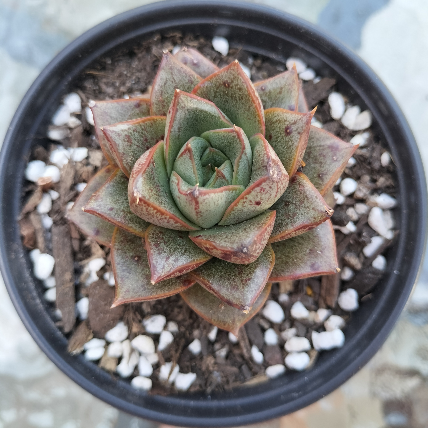 Echeveria purpusorum 'politomica'