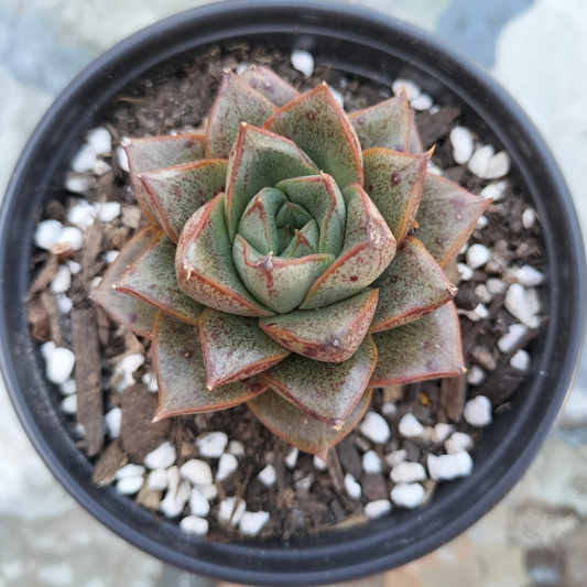 Echeveria purpusorum 'politomica'