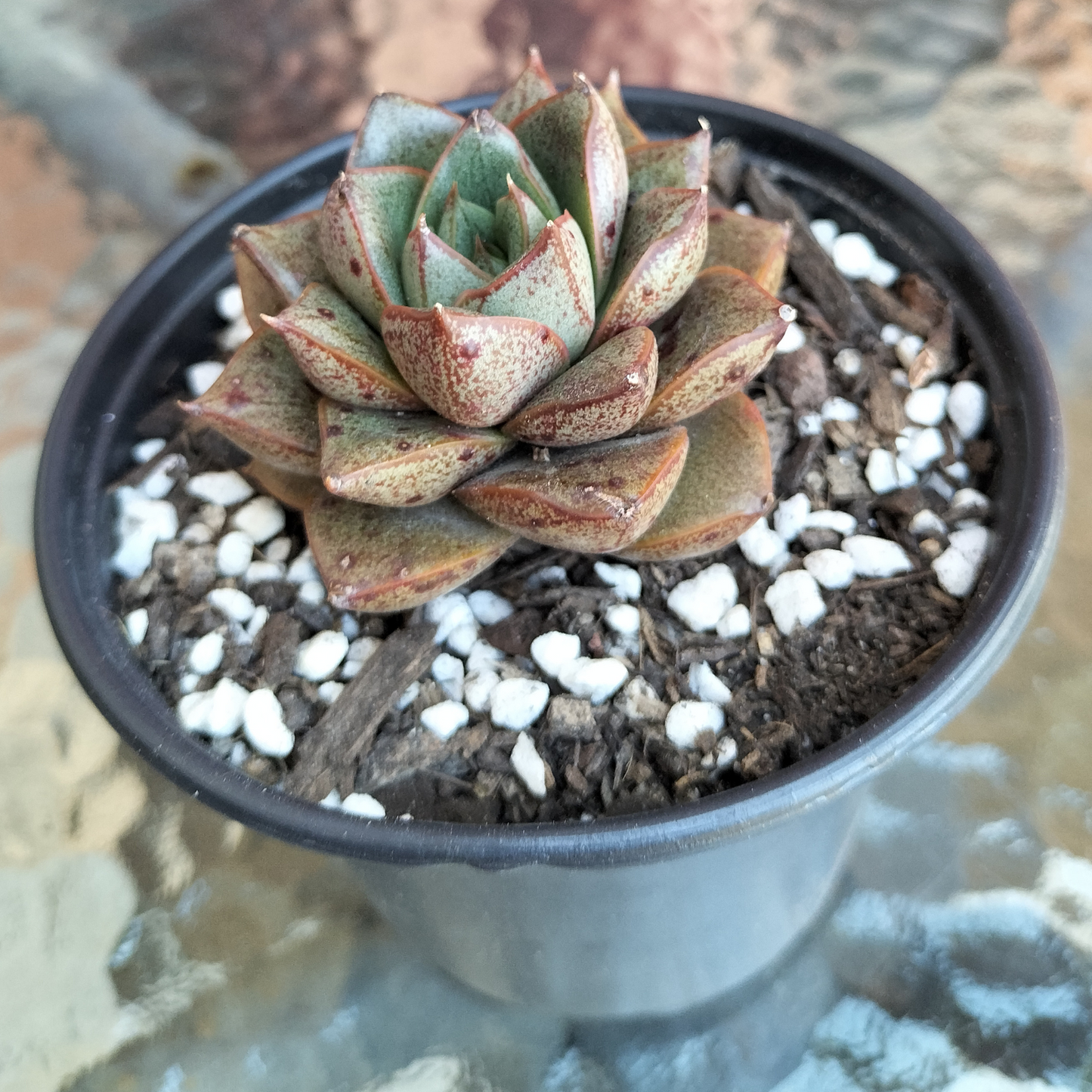 Echeveria purpusorum 'politomica'