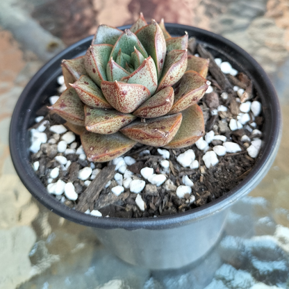 Echeveria purpusorum 'politomica'