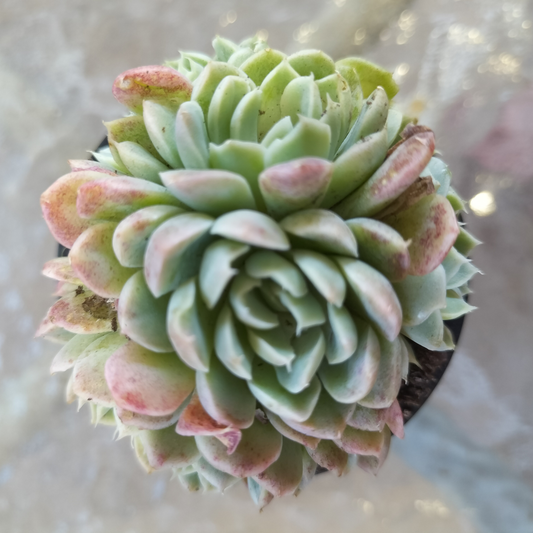 Echeveria elegans 'Potosina'