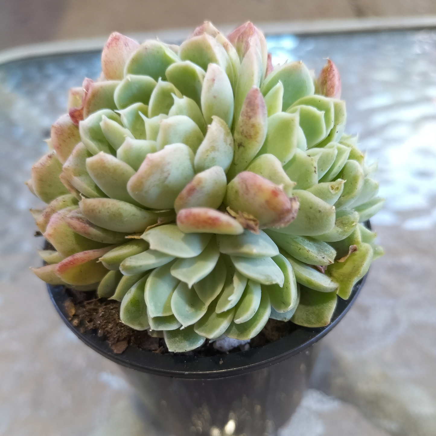 Echeveria elegans 'Potosina'