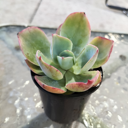 Echeveria 'Powder Blue' (White Rose Echeveria)
