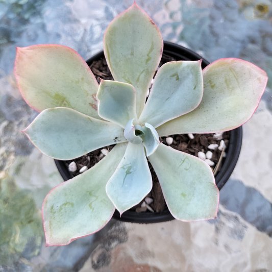 Echeveria 'Powder Blue' (White Rose Echeveria)