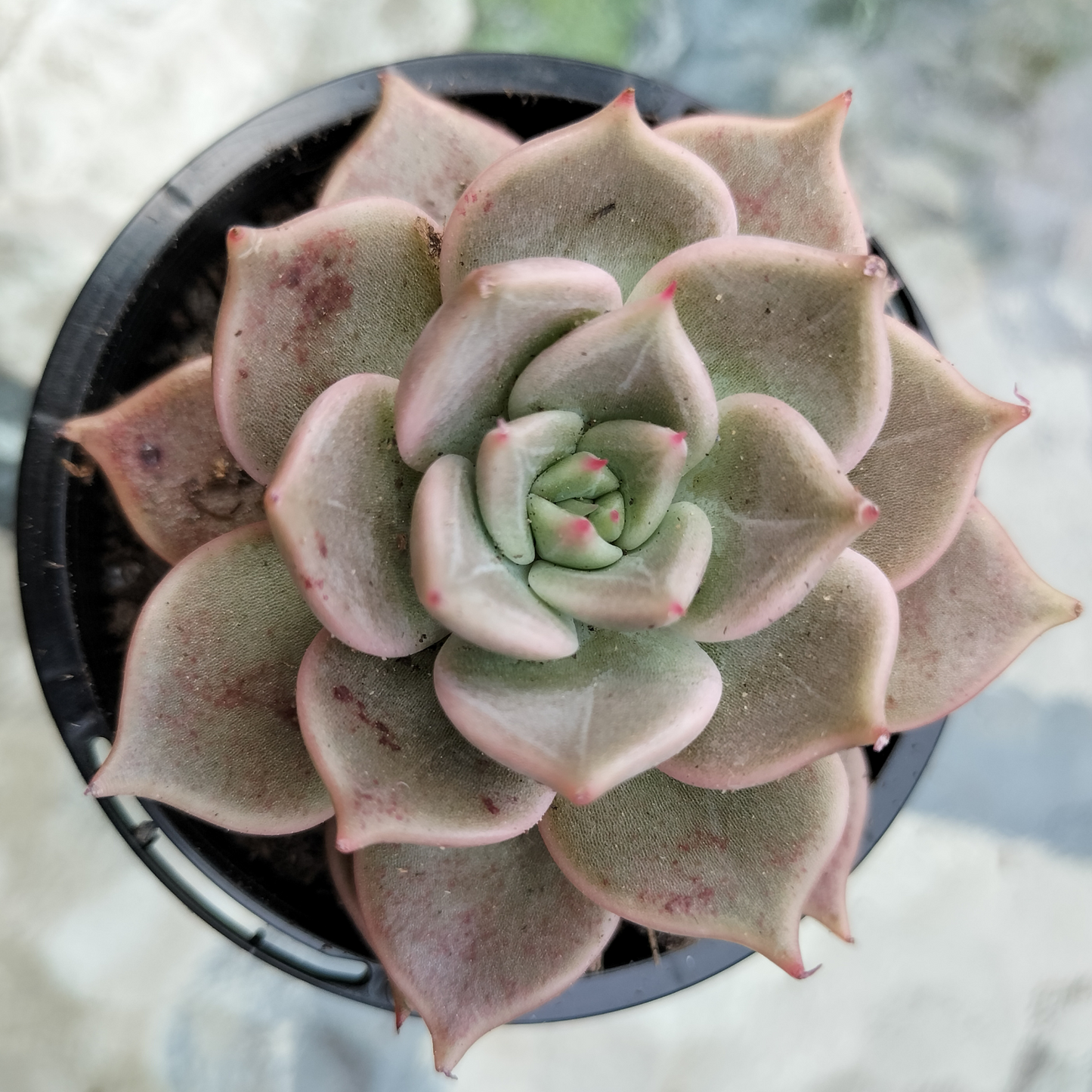 Echeveria 'Ppippi Saeu'