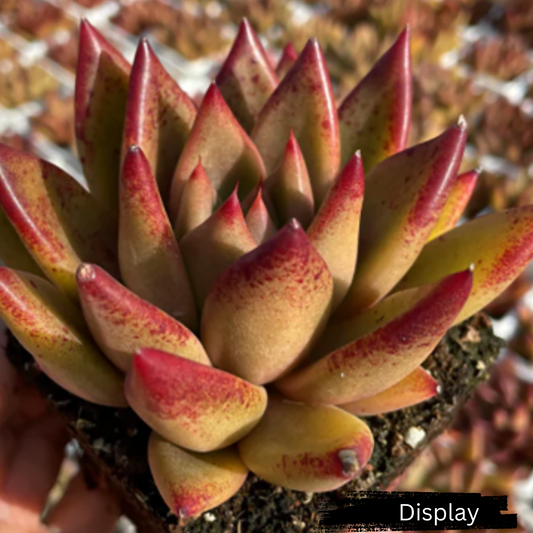 Echeveria 'Psyche'