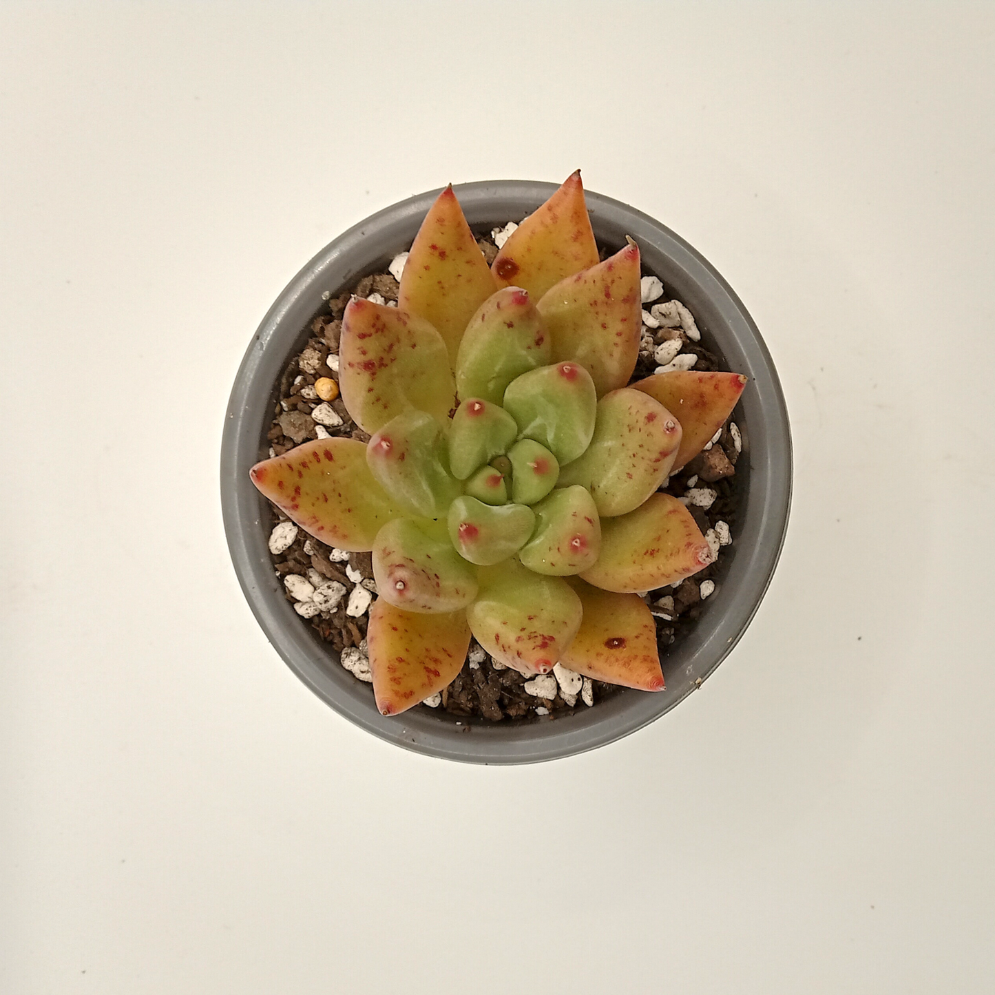 Echeveria 'Psyche'