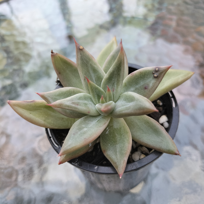 Echeveria 'Psyche'