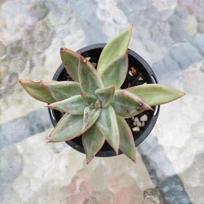 Echeveria 'Psyche'
