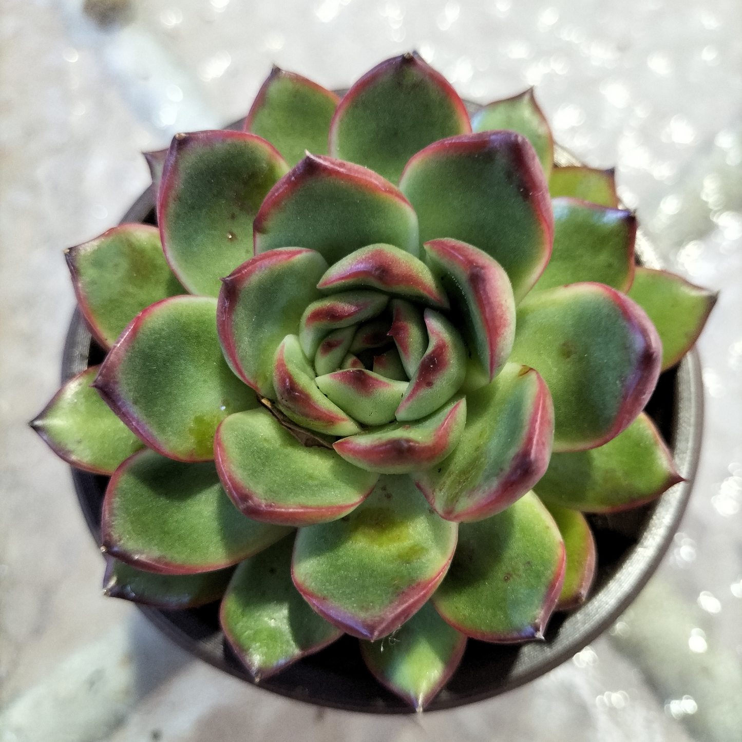 Echeveria 'Puli-lindsayana'