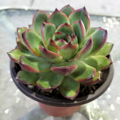 Echeveria 'Puli-lindsayana'
