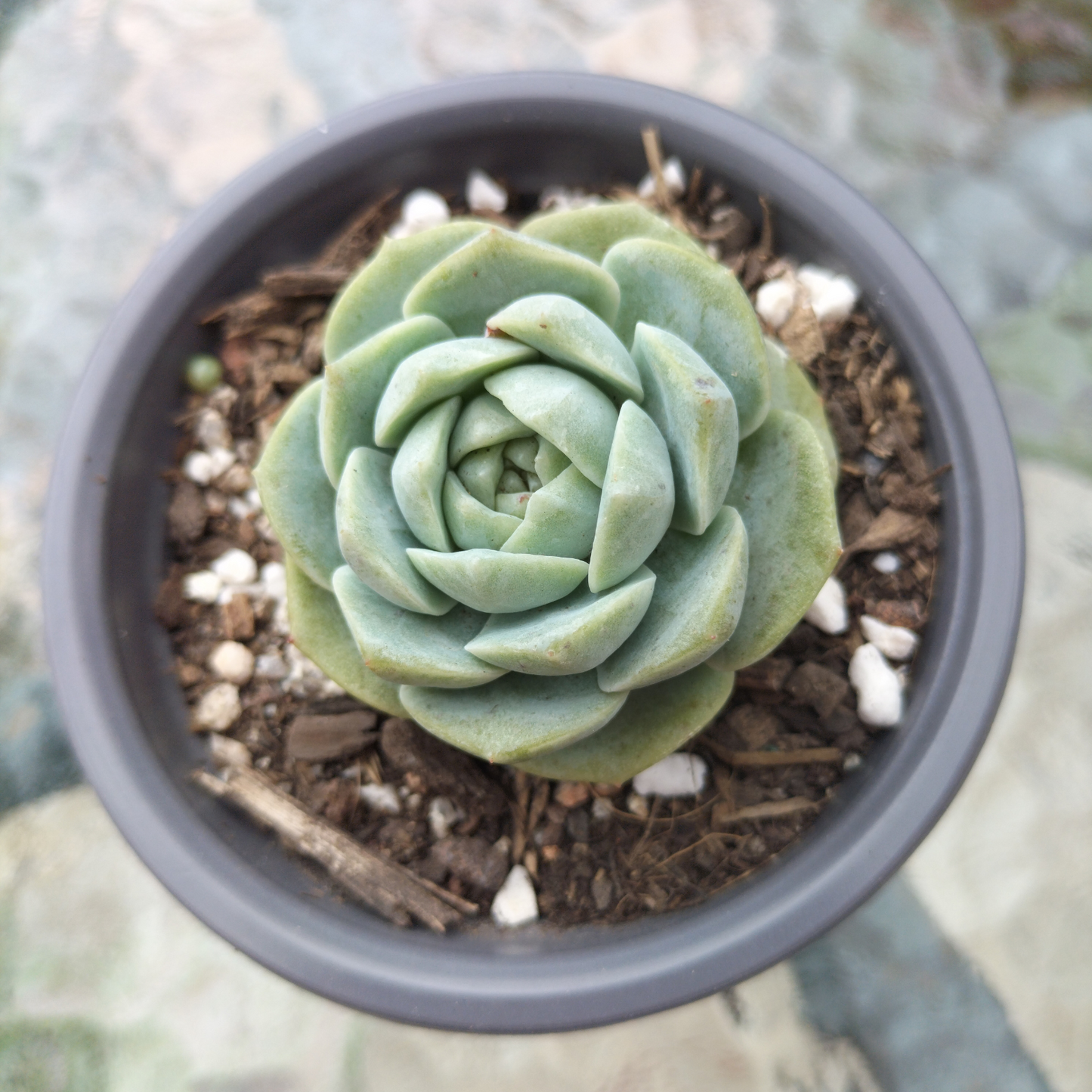 Echeveria 'Pure Love'