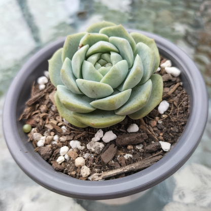 Echeveria 'Pure Love'