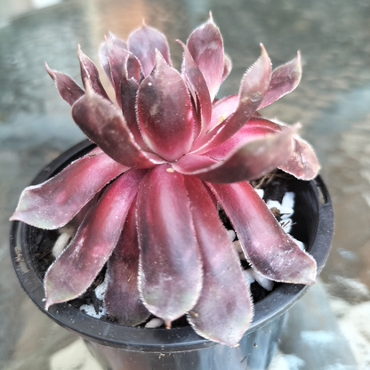 Sempervivum 'Purple Dazzler'