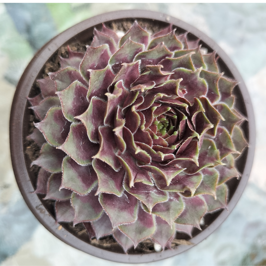 Sempervivum 'Purple Dazzler'