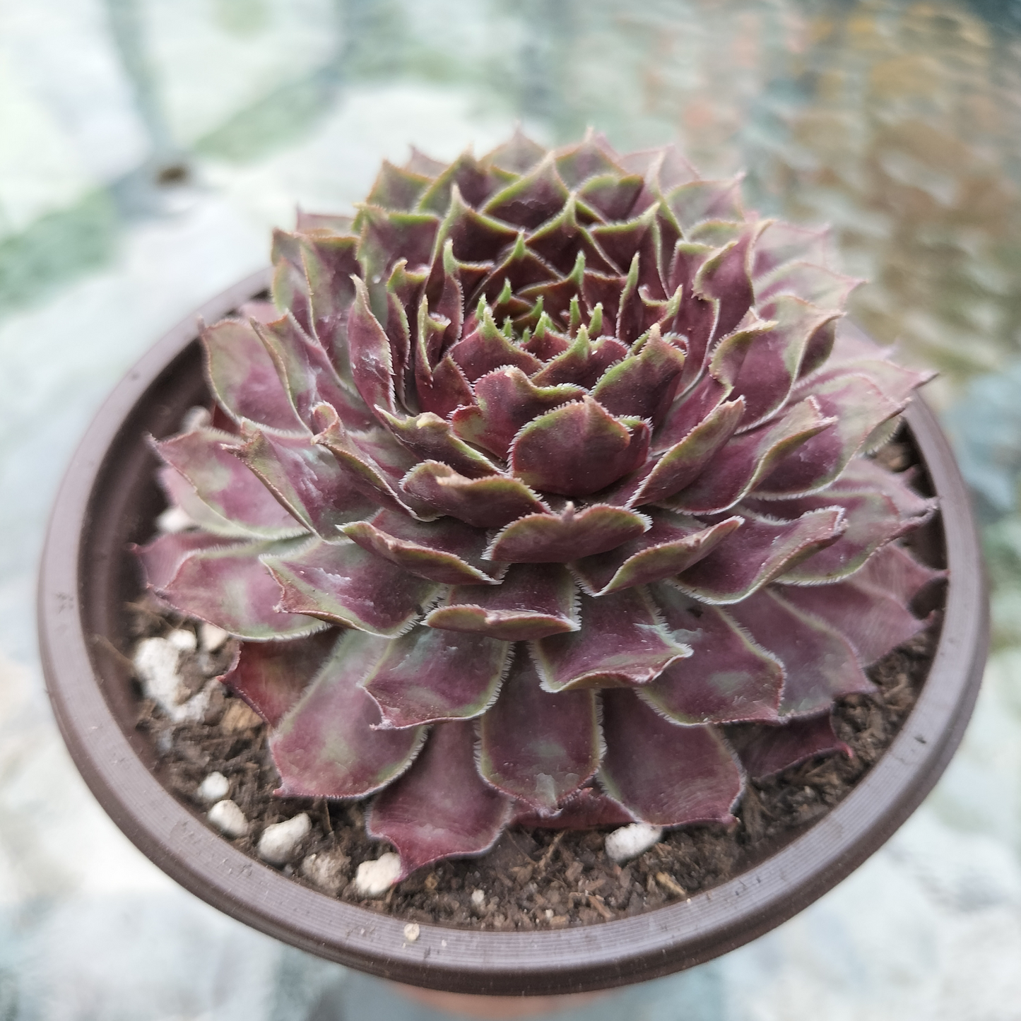 Sempervivum 'Purple Dazzler'