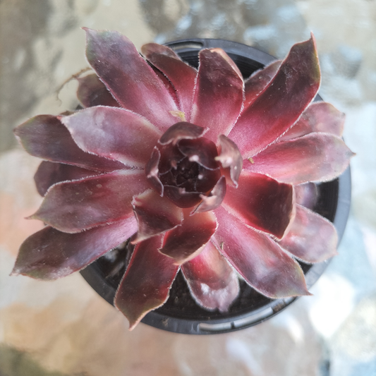 Sempervivum 'Purple Dazzler'