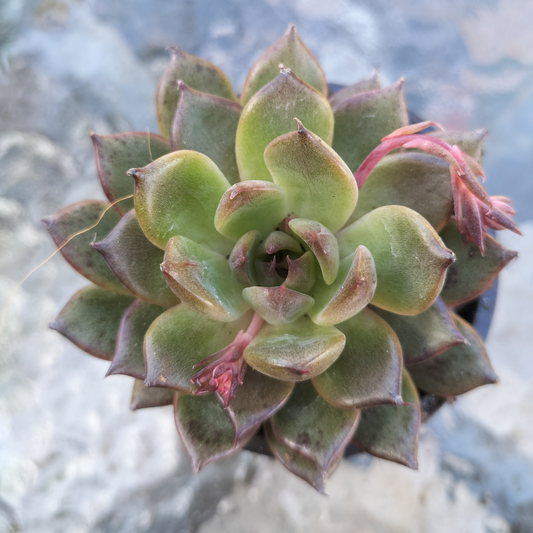 Echeveria 'Purple Crystal'