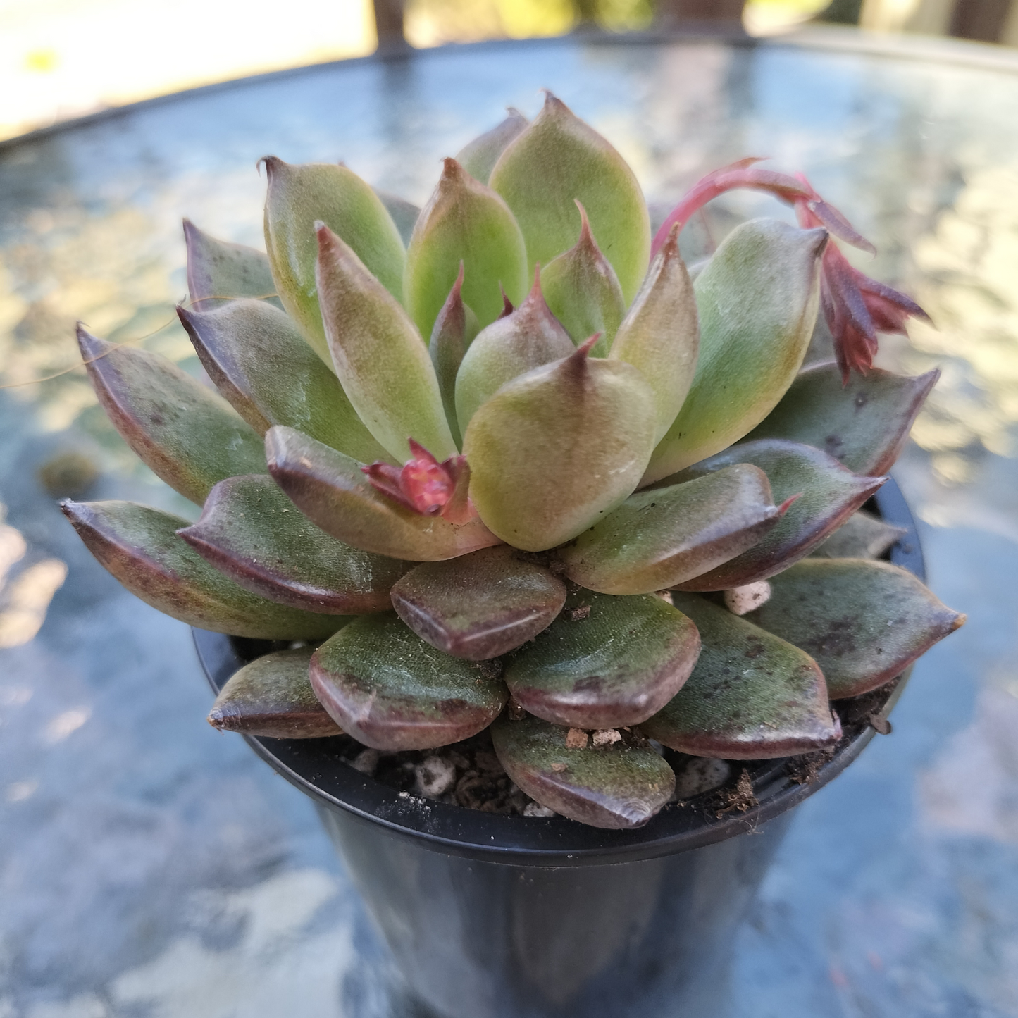 Echeveria 'Purple Crystal'