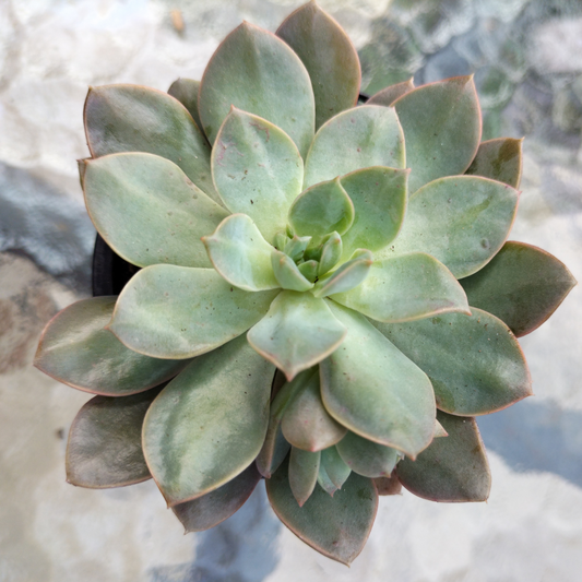 Sedeveria 'Purple Drop' (Victor)