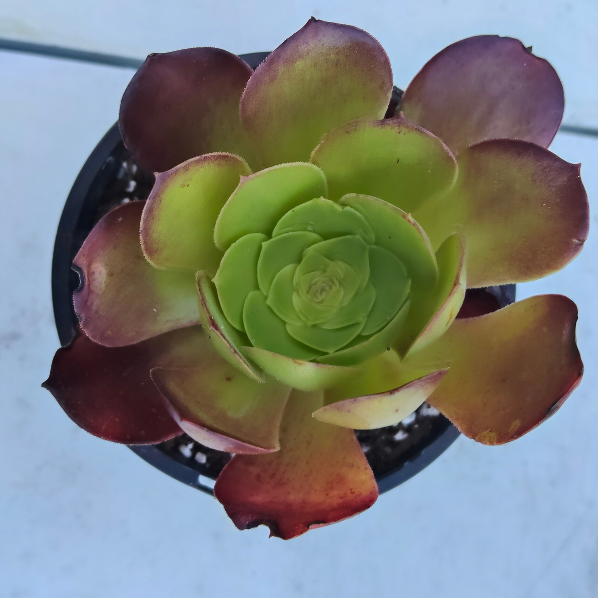 Aeonium arboreum 'Atropurpureum' (Purple Rose) Cutting