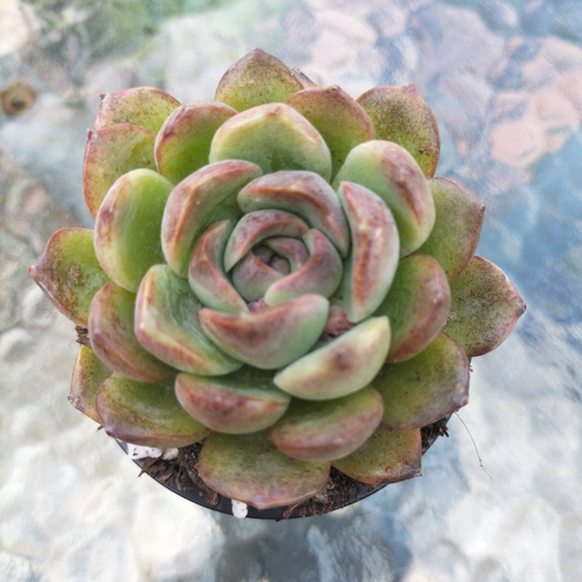 Echeveria 'Purple Rose'