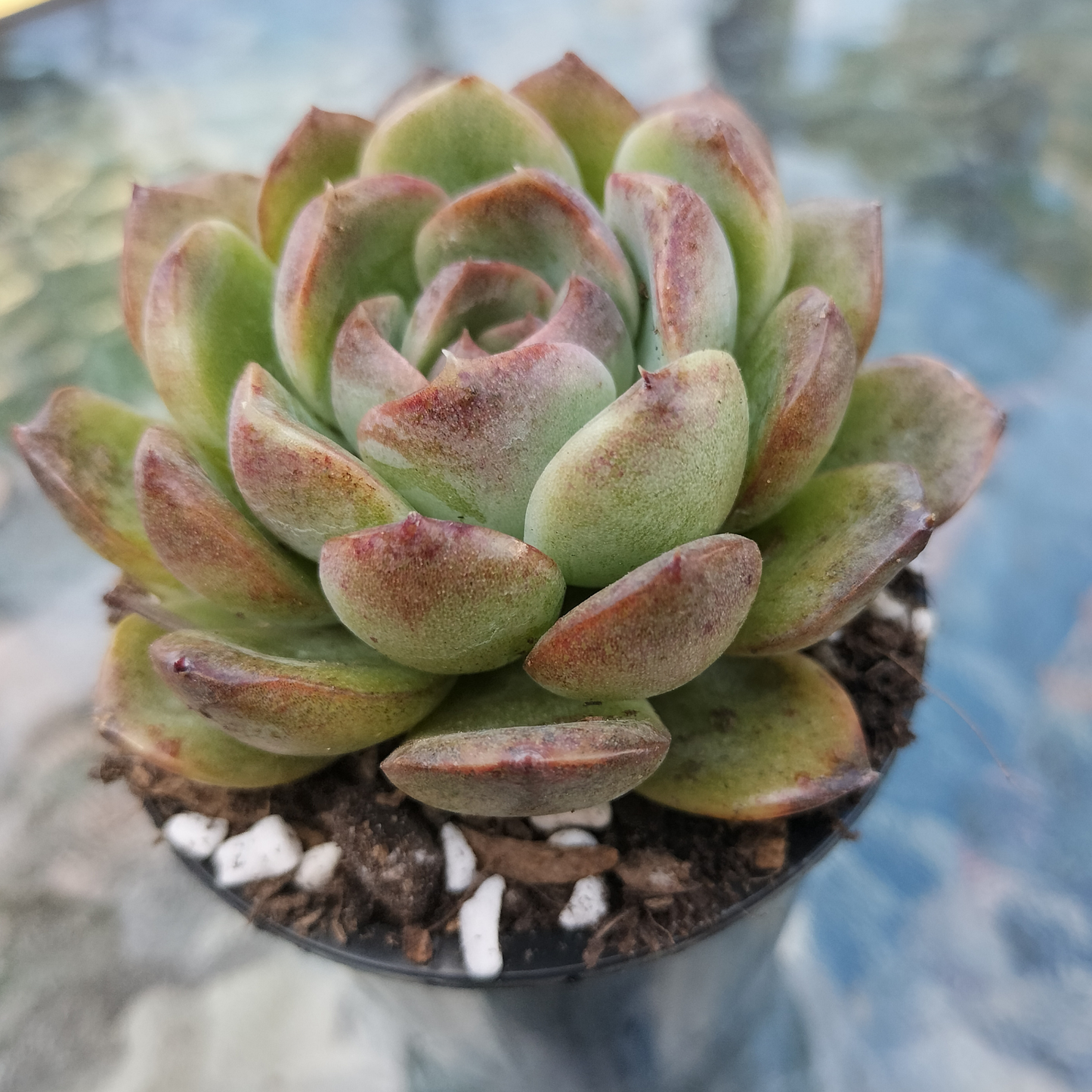Echeveria 'Purple Rose'