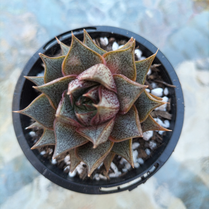 Echeveria 'Purpusorum' (original)