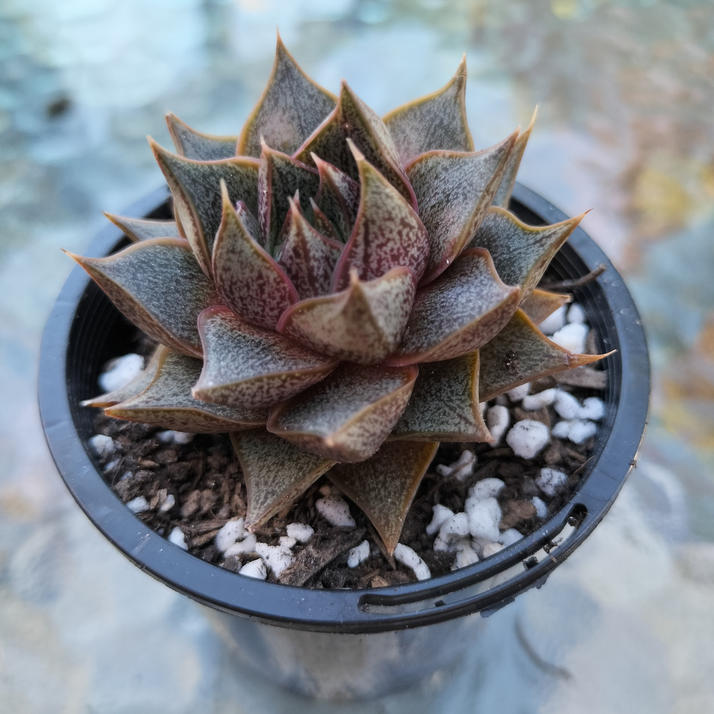 Echeveria 'Purpusorum' (original)